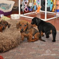 Dachshund (Standard & Miniature) - Both