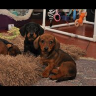 Dachshund (Standard &amp; Miniature) - Both