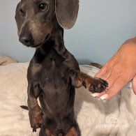 Dachshund (Standard & Miniature)