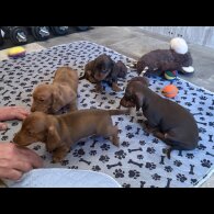 Dachshund (Standard &amp; Miniature) - Both