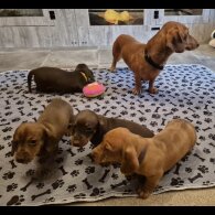 Dachshund (Standard &amp; Miniature) - Both