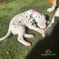 Dalmatian - Both