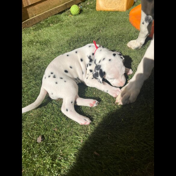 Dalmatian - Both