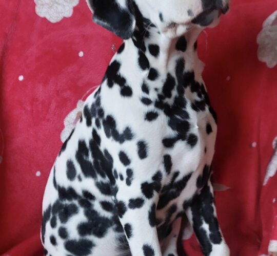 Dalmatian