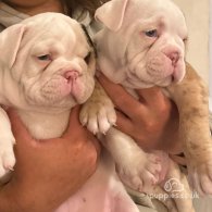 Dorset Olde Tyme Bulldogge - Both