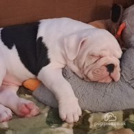 Dorset Olde Tyme Bulldogge - Both