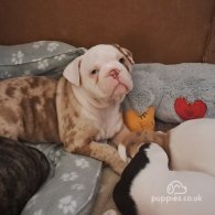 Dorset Olde Tyme Bulldogge - Both