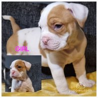 Dorset Olde Tyme Bulldogge - Both