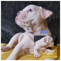 Dorset Olde Tyme Bulldogge - Both