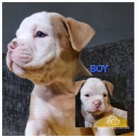 Dorset Olde Tyme Bulldogge - Both