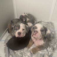 Dorset Olde Tyme Bulldogge - Bitches