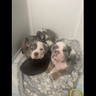 Dorset Olde Tyme Bulldogge - Bitches