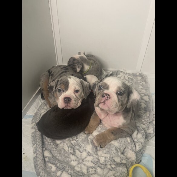 Dorset Olde Tyme Bulldogge - Bitches