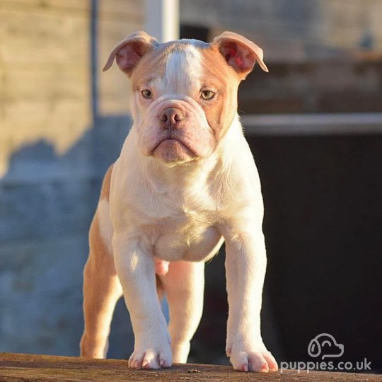 Dorset Olde Tyme Bulldogge - Both