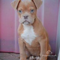 Dorset Olde Tyme Bulldogge - Both