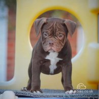 Dorset Olde Tyme Bulldogge - Both