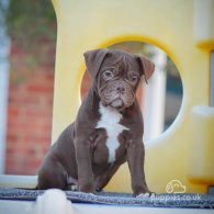 Dorset Olde Tyme Bulldogge - Both