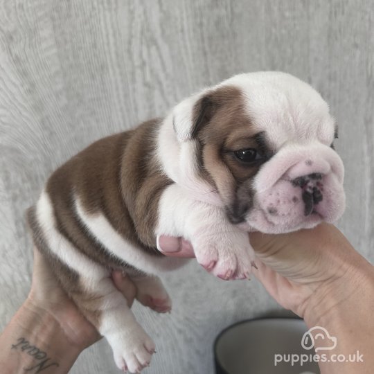 English Bulldog - Both