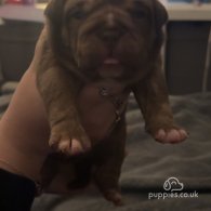 English Bulldog - Both