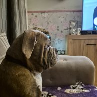 English Bulldog - Dogs