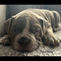 English Bulldog - Dogs