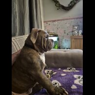 English Bulldog - Dogs