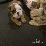 English Bulldog - Both