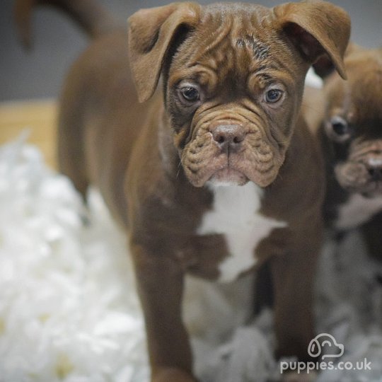 English Bulldog - Both