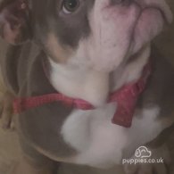 English Bulldog - Bitches