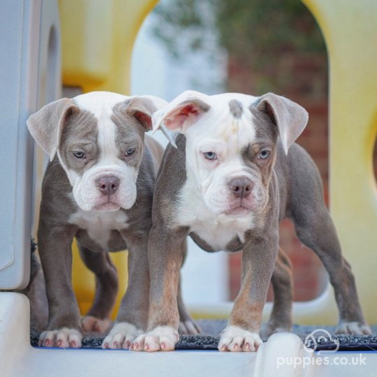 English Bulldog - Both