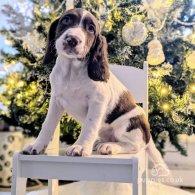 English Springer Spaniel - Bitches