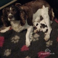 English Springer Spaniel - Dogs