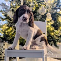 English Springer Spaniel - Bitches