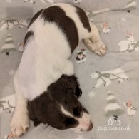 English Springer Spaniel - Bitches