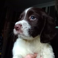 English Springer Spaniel - Dogs