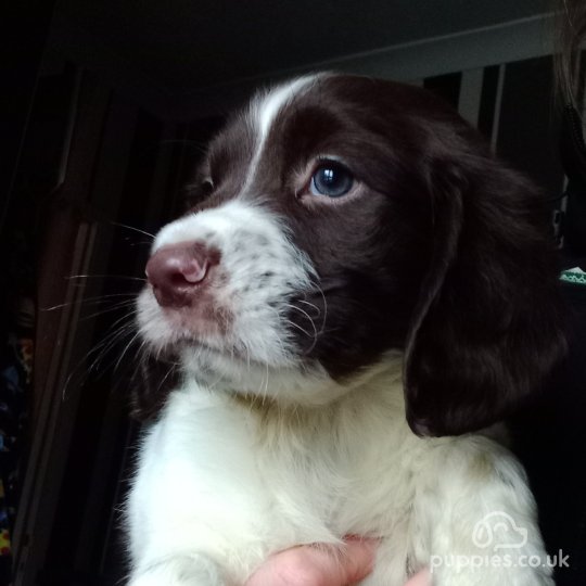 English Springer Spaniel - Dogs