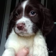 English Springer Spaniel - Dogs