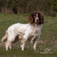 English Springer Spaniel - Dogs