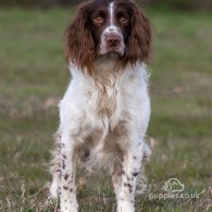 English Springer Spaniel - Dogs