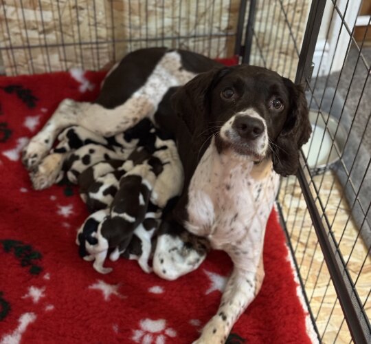 English Springer Spaniel