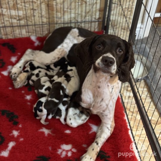 English Springer Spaniel - Both