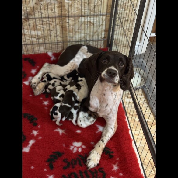 English Springer Spaniel - Both