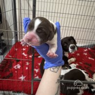 English Springer Spaniel - Both