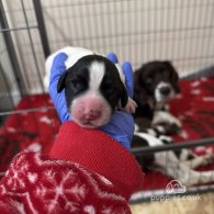 English Springer Spaniel - Both