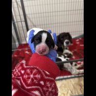 English Springer Spaniel - Both