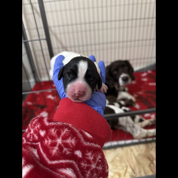 English Springer Spaniel - Both