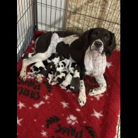 English Springer Spaniel - Both