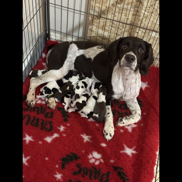 English Springer Spaniel - Both