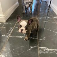 French Bulldog - Both