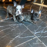 French Bulldog - Both